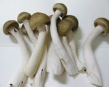 レンジde簡単卵のココット＊トマトソース作り方1写真