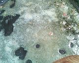 鶏ももの味噌ゴマ焼き作り方3写真