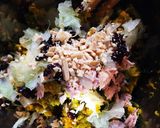 食感楽しいかぼちゃサラダのサンドウィッチ作り方6写真