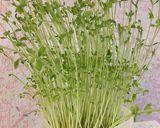 価格安定食材で☆もやしと豆苗のうま煮作り方7写真