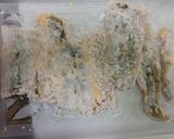 穴子の天ぷら 丼ぶり作り方6写真