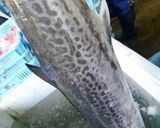 サワラの中落ち作り方1写真