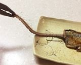 さんまの食べ方 骨抜き一発作り方5写真