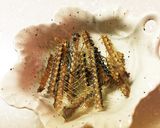 さんまの食べ方 骨抜き一発作り方7写真