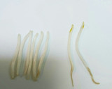 もやしと豆苗の明太子マヨ和え作り方1写真