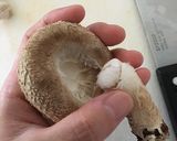 簡単!!しいたけの軸の取り方作り方1写真