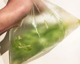 簡単☆キャベツのあっさり甘酢漬け作り方5写真
