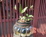 金時草とハムのマヨポン和え作り方5写真
