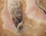 簡単煮るだけ☆たらのおろし煮作り方4写真