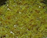 シャキシャキ食用菊の茹で方と胡麻ダレ作り方5写真