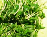 レンジで＊豆苗ともやしの豚肉ミルフィーユ作り方2写真