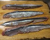 旬のサンマを自分でお造り作り方1写真