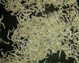 カリカリじゃこ作り方1写真
