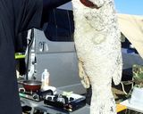 ブラックバスの丸揚げ 甘酢あんかけ作り方3写真