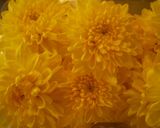 菊の花の酢の物作り方1写真