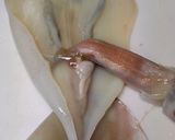 取れ立て生 イカで~イカそうめん作り方1写真
