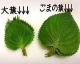 ごまの葉の四穀つゆ漬け(醤油)作り方1写真