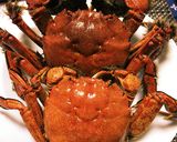 男の川ガニボイル作り方6写真