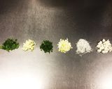 たっぷりお野菜とお肉の中華まん(菜肉包)作り方5写真