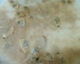 旨みたっぷり☆アサリと白菜の春雨煮☆作り方2写真