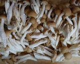 鶏ささみと山東菜もやしのコンソメスープ♪作り方1写真