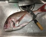鯛の刺身作り方1写真
