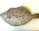 簡単♪時短♪節約♪お手軽♪カワハギの菊盛作り方1写真