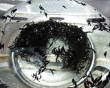 鶏むね肉と野菜のサラダ作り方1写真