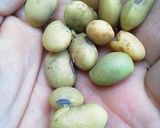 【鼬村】納豆を作ってみた作り方1写真