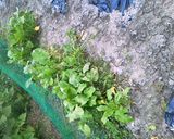 【鼬村】なんだか菜漬け作り方1写真