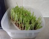 お父さんの豆苗サラダ作り方3写真