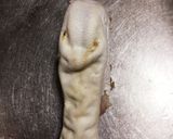 鹿の舌 前処理方法作り方2写真