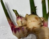 生姜の佃煮作り方1写真