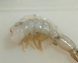 魚屋流♪冷凍殻付き海老の下処理。作り方1写真