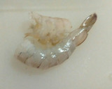 魚屋流♪冷凍殻付き海老の下処理。作り方2写真