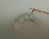 魚屋流♪冷凍殻付き海老の下処理。作り方4写真