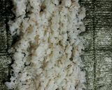 美味しいキンパ作り方5写真