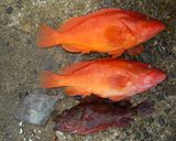 魚を捌こう！赤ハタの刺身・薄造り編作り方1写真