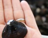 台湾料理「麗郷」風＊しじみのニンニク炒め作り方7写真