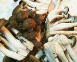 土鍋で簡単！白菜としめじのごまうどん鍋作り方2写真