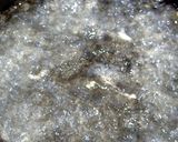 カレー研究会の赤ワイン半熟煮卵味玉だよ！作り方7写真
