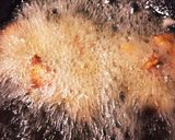 簡単なのにうまうまの酢鶏です！お弁当にも作り方2写真