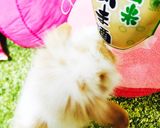 ヨーグルト甘酒作り方1写真