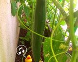 斬新！驚きのきゅうりの唐揚げ★作り方1写真