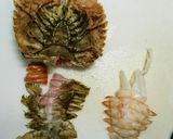 簡単☆うちわえびのゆで方&むき方作り方10写真