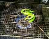 青唐の焼いたん作り方2写真
