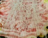 豚バラと白菜のうま煮作り方2写真