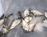 ヒイラギの唐揚げ作り方1写真