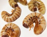 白玉団子でカブトムシの幼虫1(グロ)作り方5写真