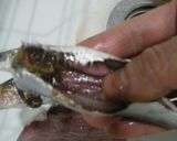 叩いたいわしはおからとゴボウでビシッ作り方1写真